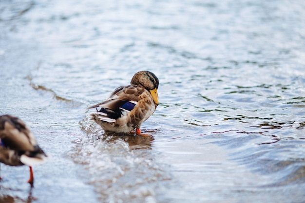 Wild ducks near the water