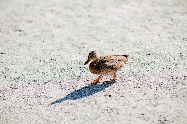 Wild ducks near the water