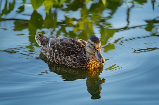 wild ducks in the park on the surface of the water and on the lawn