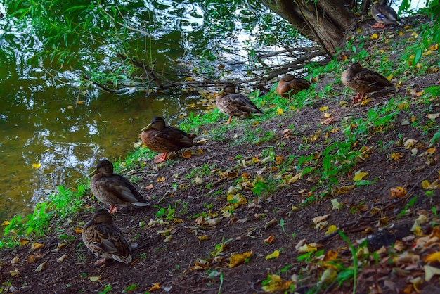 Wild ducks on a pond