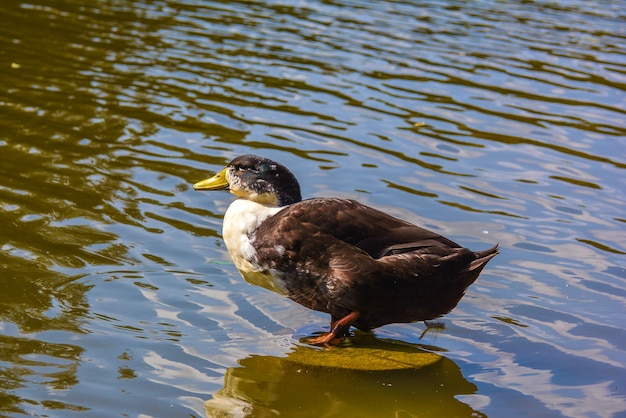 Wild ducks on a pond