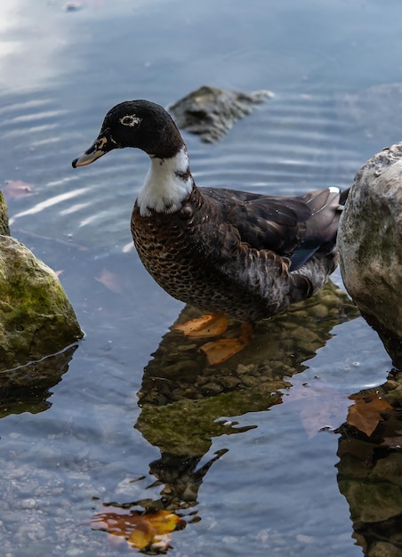 Photo wild ducks in a pond