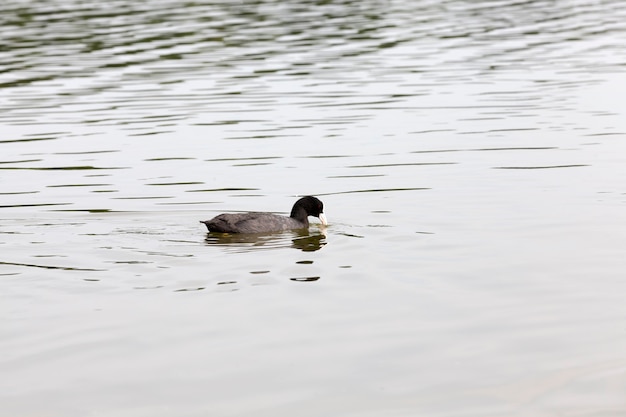 Wild ducks during recreation and hunting, wild waterfowl on the territory of lakes, ducks in the natural environment