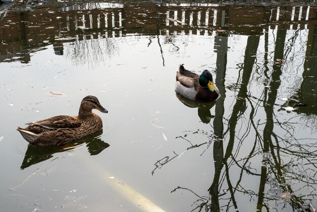 Wild ducks resting on lake shore Birdwatching concept High quality photo