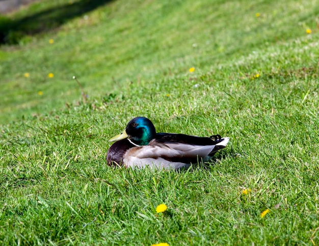 Wild ducks resting in the warm season on the green grass