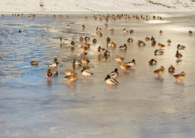 Wild ducks on the river