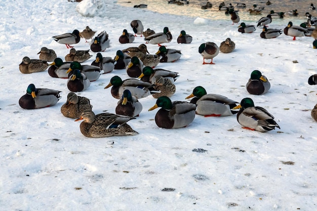 Wild ducks sit in the snow in winter.