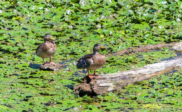 Wild ducks sitting on a snag among water lilies