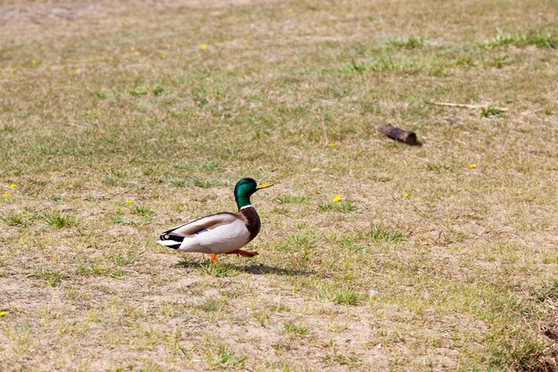 春または夏の野生のカモ