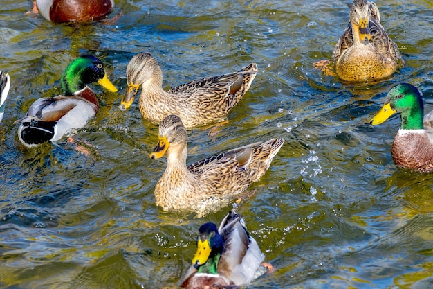 Wild ducks swim around the pond in the park