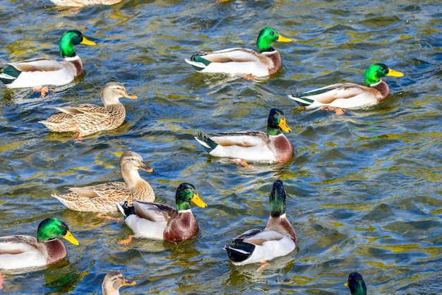 Wild ducks swim around the pond in the park