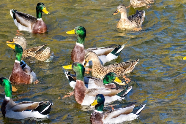 野生のカモが公園の池の周りを泳ぐ