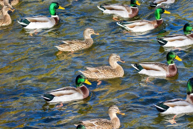 野生のカモが公園の池の周りを泳ぐ