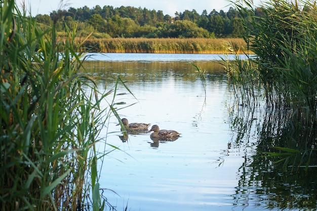 Wild ducks swim in lake overgrown with bulrush two ducks in\
water beautiful waterfowl bird green aquatic plants