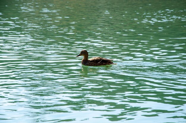 Foto le anatre selvatiche nuotano sul fiume il concetto di natura selvaggia in città