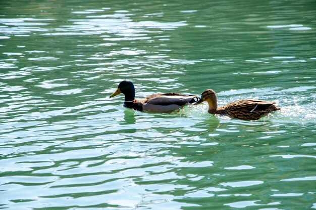 Wild ducks swim on the river the concept of wild nature in the city