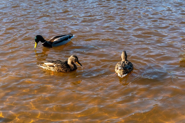 Wild ducks swim serenely on the surface of the water white swan
and ducks swim on the lake in summer hunting fowl in the
forest