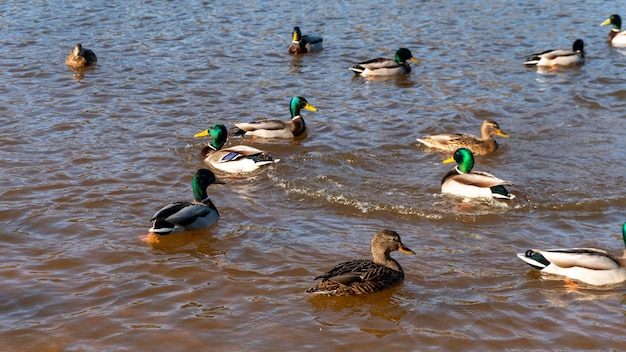 Wild ducks swim serenely on the surface of the water white swan\
and ducks swim on the lake in summer hunting fowl in the\
forest