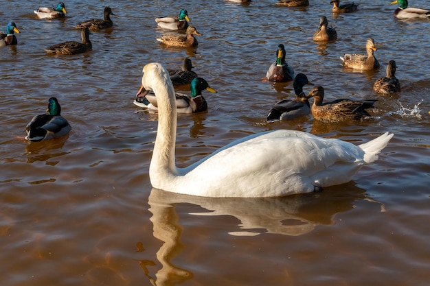 Wild ducks swim serenely on the surface of the water white swan
and ducks swim on the lake in summer hunting fowl in the
forest