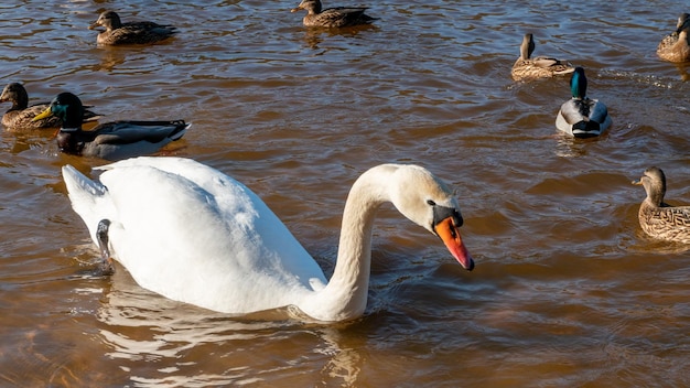 Wild ducks swim serenely on the surface of the water White swan and ducks swim on the lake in summer Hunting fowl in the forest