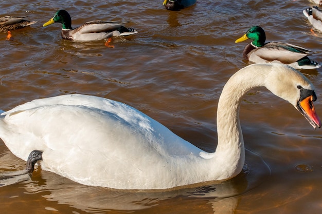 Wild ducks swim serenely on the surface of the water white swan\
and ducks swim on the lake in summer hunting fowl in the\
forest