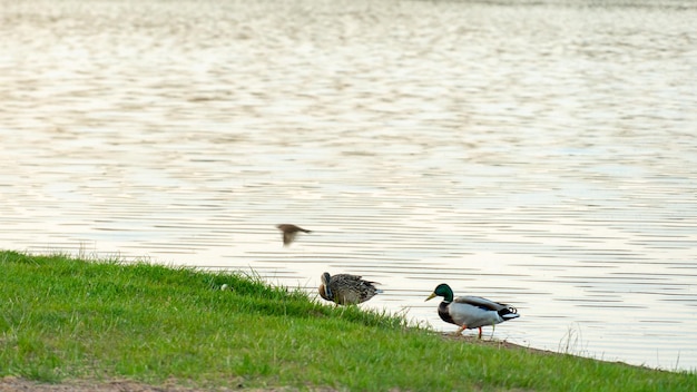 Wild ducks swim serenely on the surface of the water white swan\
and ducks swim on the lake in summer hunting fowl in the\
forest