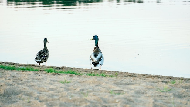 Wild ducks swim serenely on the surface of the water white swan\
and ducks swim on the lake in summer hunting fowl in the\
forest