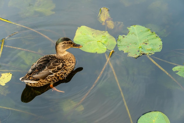 Wild ducks swim serenely on the surface of the water white swan\
and ducks swim on the lake in summer hunting fowl in the\
forest