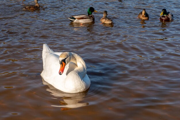 Wild ducks swim serenely on the surface of the water White swan and ducks swim on the lake in summer Hunting fowl in the forest