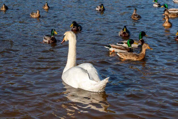 Wild ducks swim serenely on the surface of the water White swan and ducks swim on the lake in summer Hunting fowl in the forest