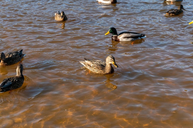 Wild ducks swim serenely on the surface of the water White swan and ducks swim on the lake in summer Hunting fowl in the forest