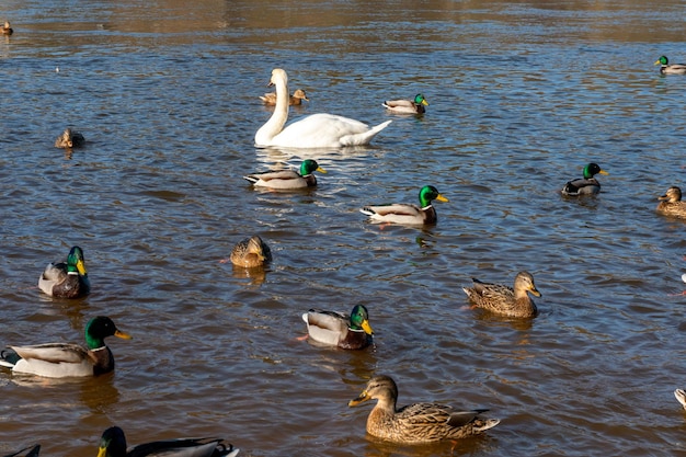 Wild ducks swim serenely on the surface of the water White swan and ducks swim on the lake in summer Hunting fowl in the forest