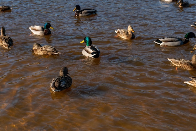 Wild ducks swim serenely on the surface of the water white swan
and ducks swim on the lake in summer hunting fowl in the
forest