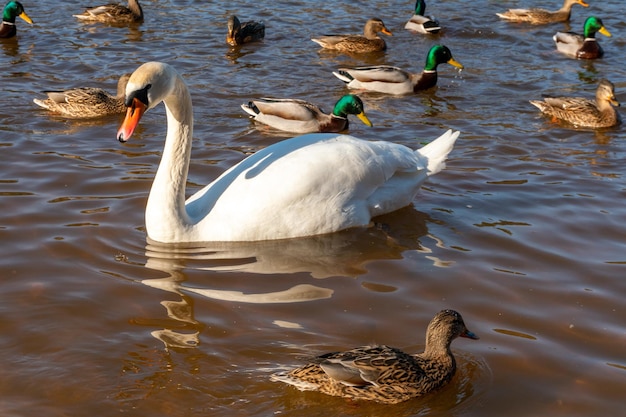 Wild ducks swim serenely on the surface of the water white swan\
and ducks swim on the lake in summer hunting fowl in the\
forest