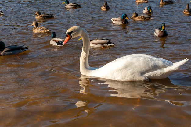 Wild ducks swim serenely on the surface of the water white swan\
and ducks swim on the lake in summer hunting fowl in the\
forest