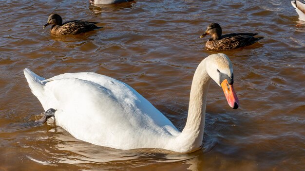 Wild ducks swim serenely on the surface of the water white swan\
and ducks swim on the lake in summer hunting fowl in the\
forest