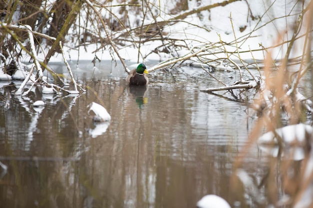 Wild ducks swim in a snowcovered pond