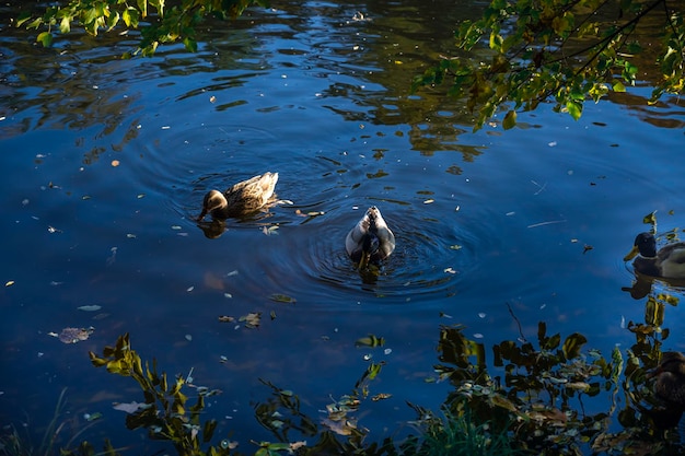 wild ducks swim on the water