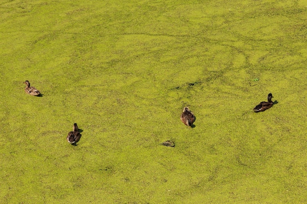 Wild ducks swimming in a lake covered with green duckweed