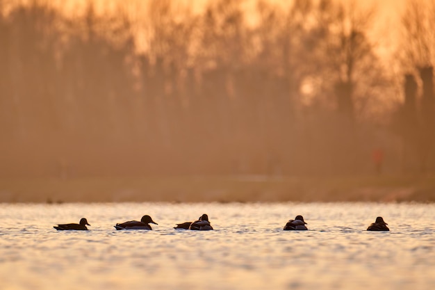 明るい夕日の湖の水で泳ぐ野生のカモ。バードウォッチングのコンセプト。