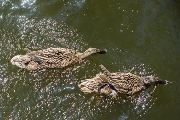 Wild ducks swimming in the pond