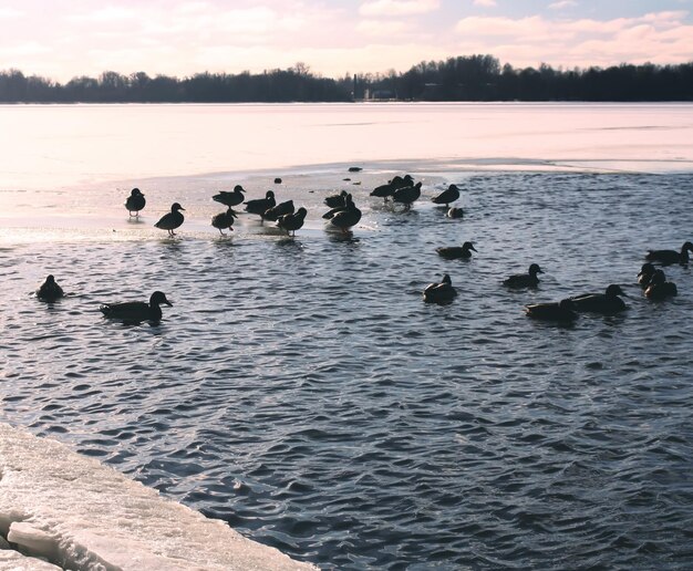 Дикие утки плавают по реке Даугава зимой в Риге, Латвия, Восточная Европа.