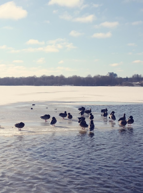 Wild ducks swimming on the river Daugava at winter in Riga, Latvia, East Europe.