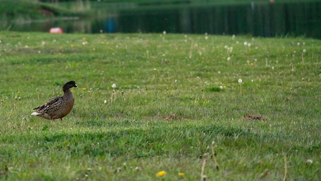 Wild ducks walk on the green beach in the park In summer ducks swim on the lake Hunting game in the forest