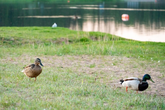 Wild ducks walk on the green beach in the park in summer ducks\
swim on the lake hunting game in the forest