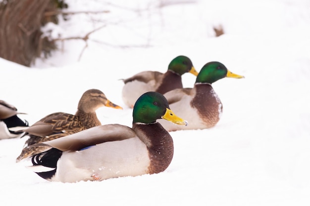 野生のカモは、都市公園の池の近くの雪の中を歩きます