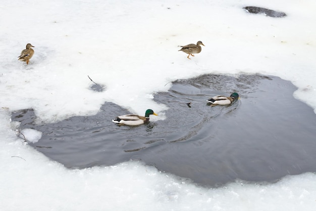 Wild ducks in water of frozen river