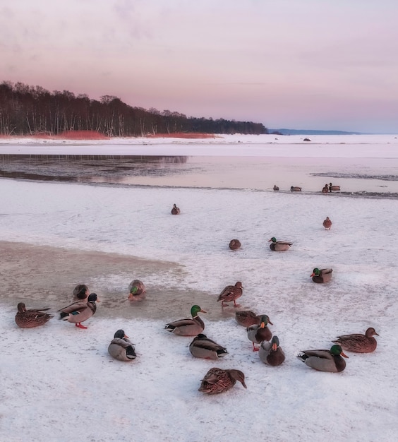 バルト海のフィンランド湾の氷の上で冬の野生のカモ