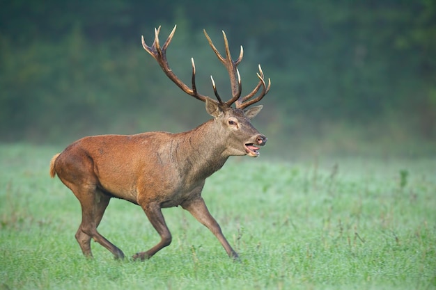 Wild edelhert dat snel rent met open mond