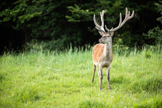 Wild edelhertmannetje in aard met ruimte voor exemplaartekst